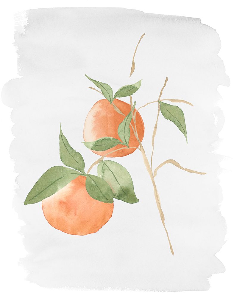 Fresh Oranges