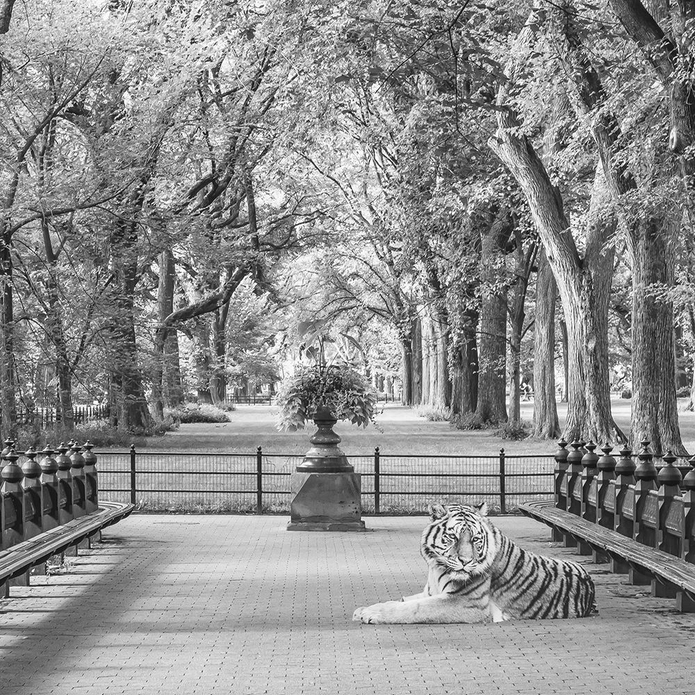 Tiger In Central Park