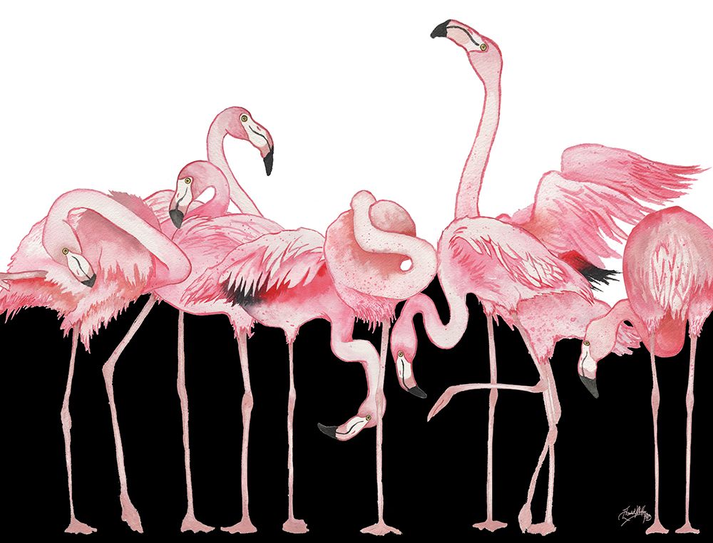 Black And White Meets Flamingos