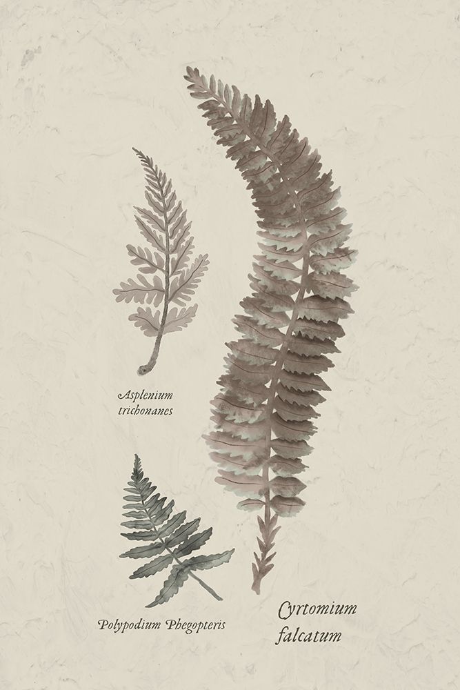 Fern Study IV