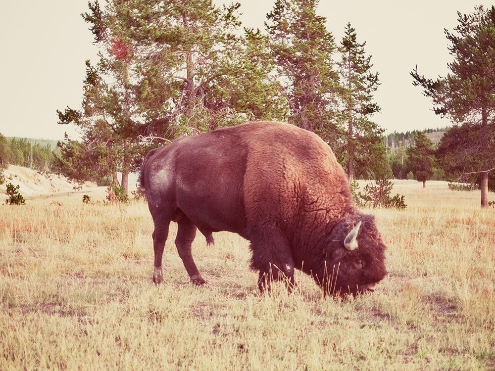 A Solitary Bison