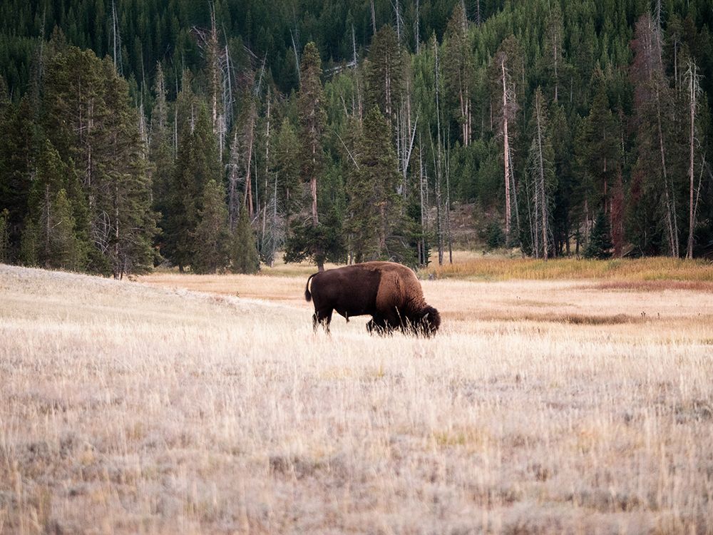 Grazing Bison