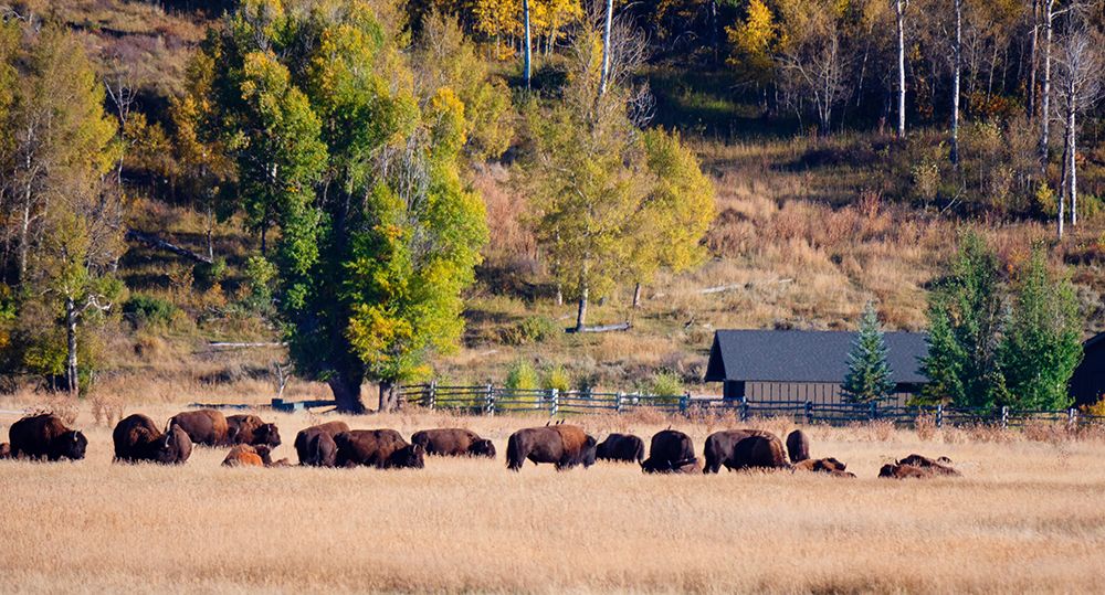 Bison Roam