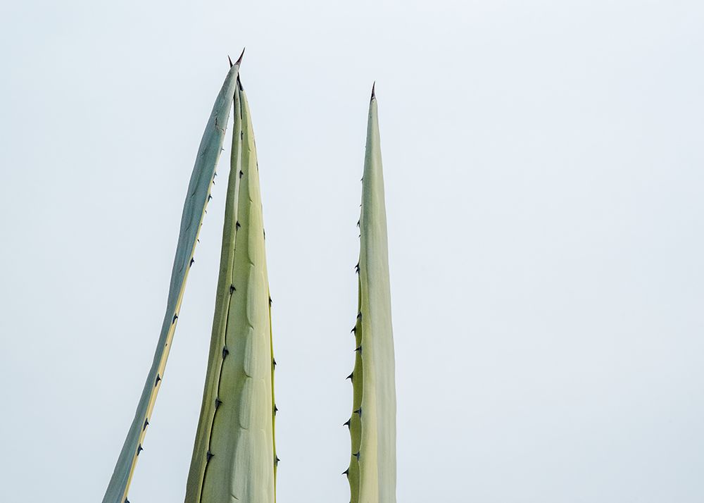 Cactus Pointing To The Sky