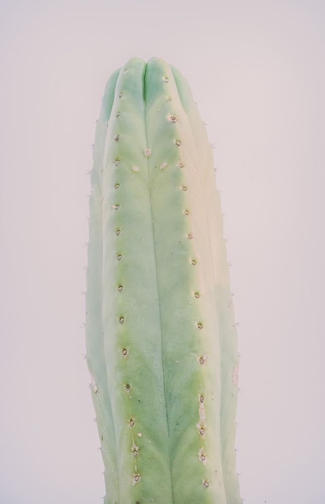Taratula Cactus