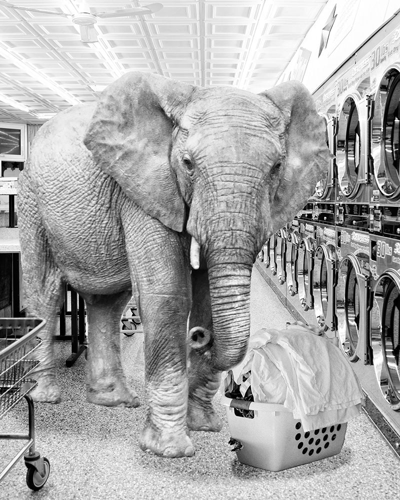 Safari Laundromat Elephant
