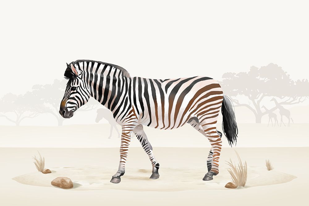 Zebra