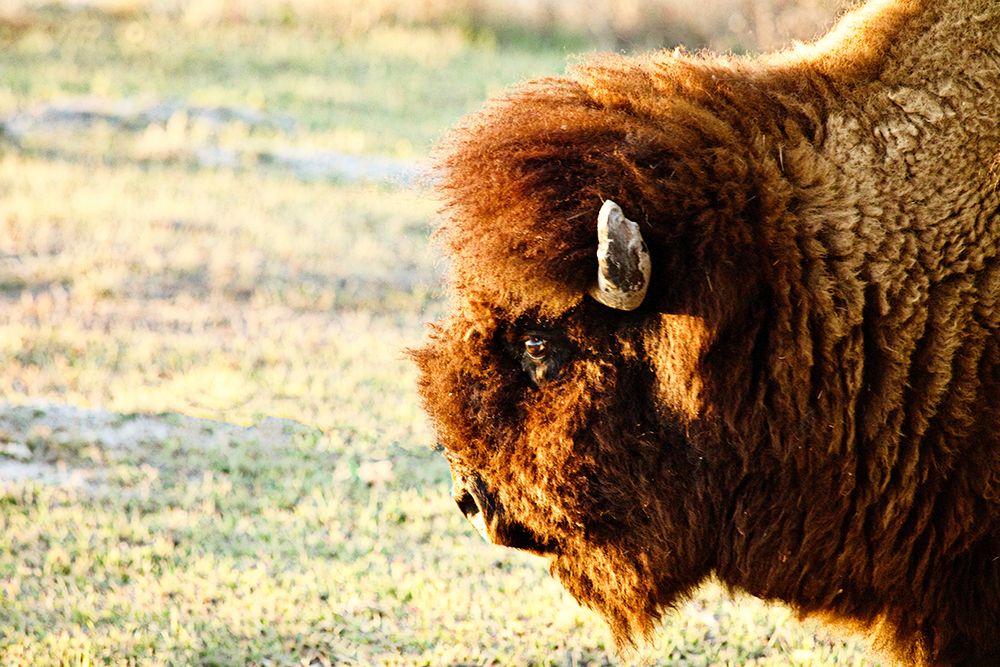 Bison II