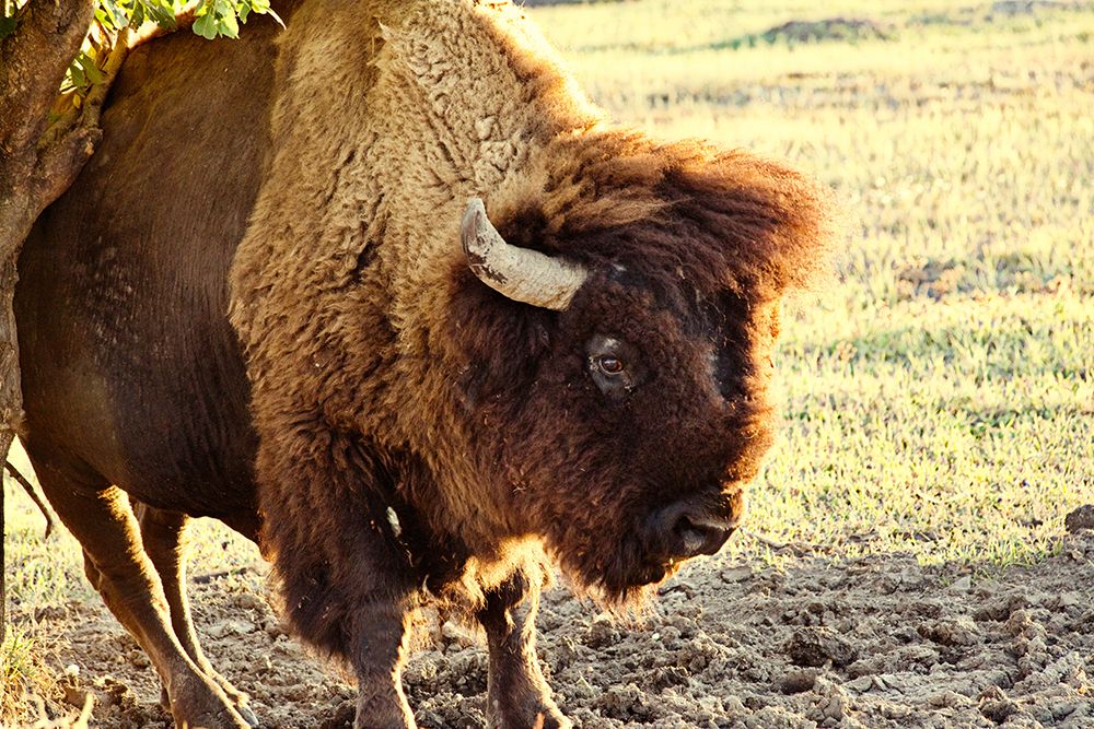 Bison I