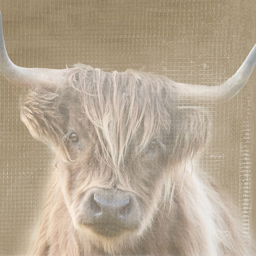 Soulful Bull