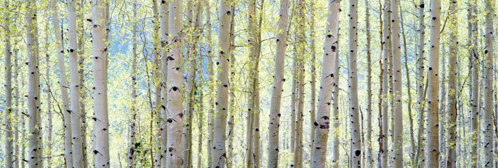 Aspen