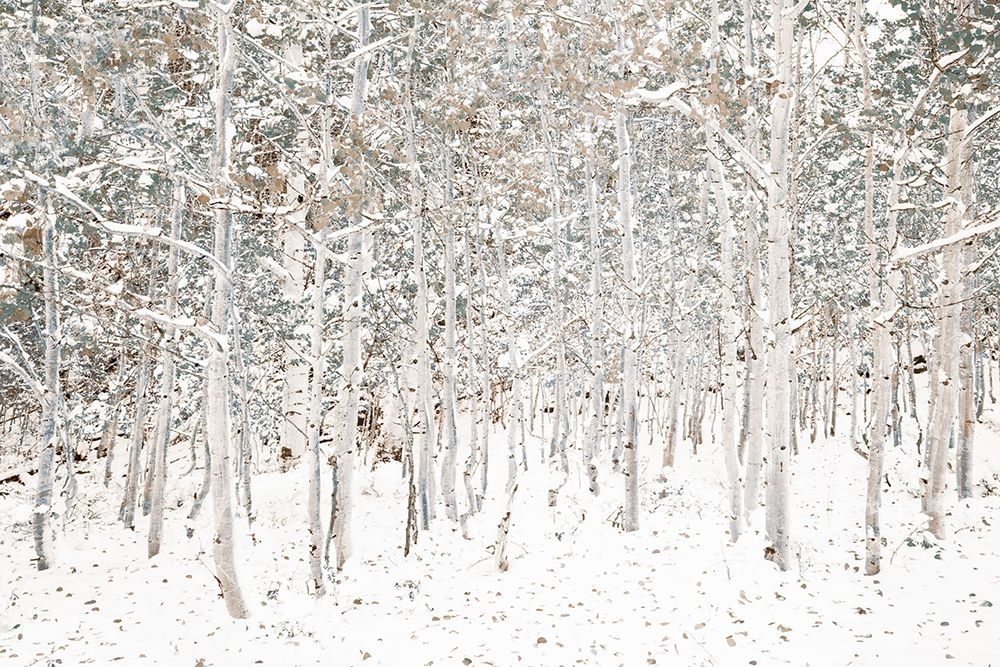 White Snow Wonderland