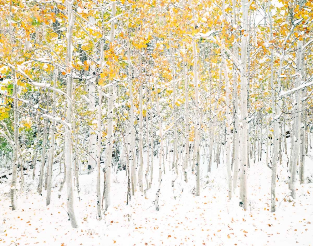 Quaking Aspens