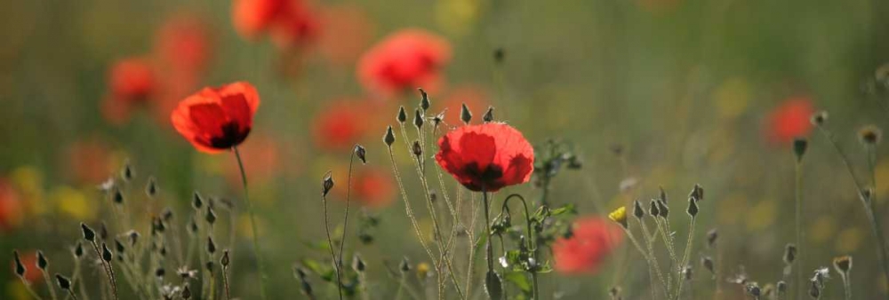 Soft Petals