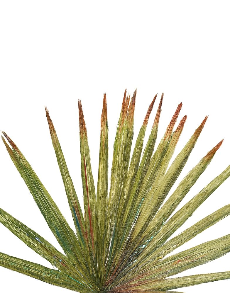 Partial Palm II