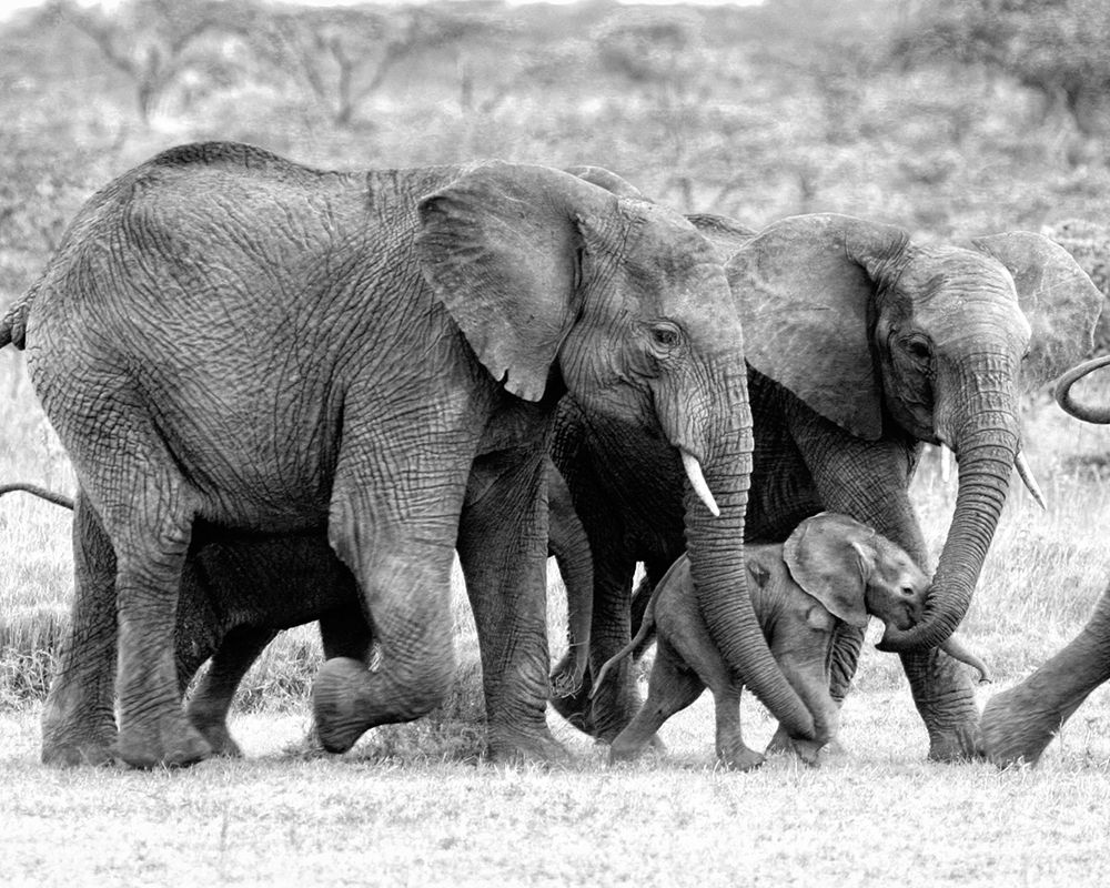Elephant Family