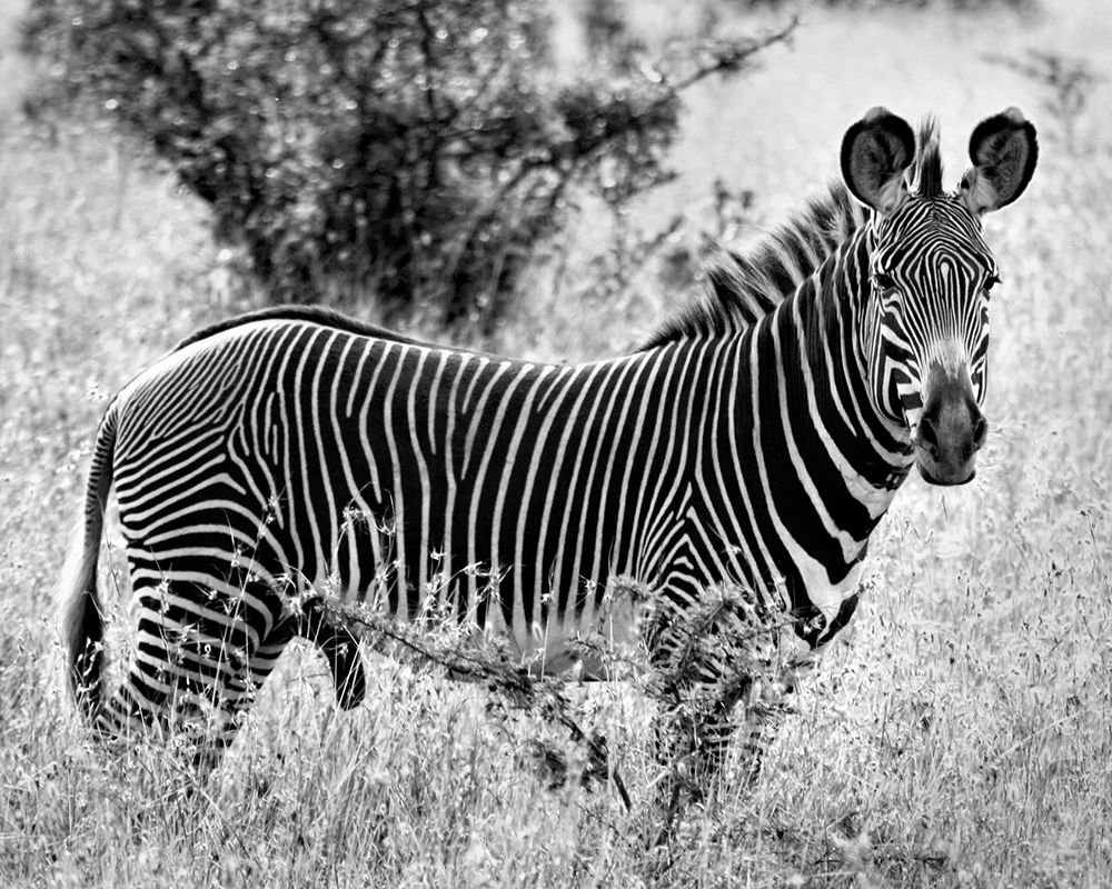 Zebra Lookout