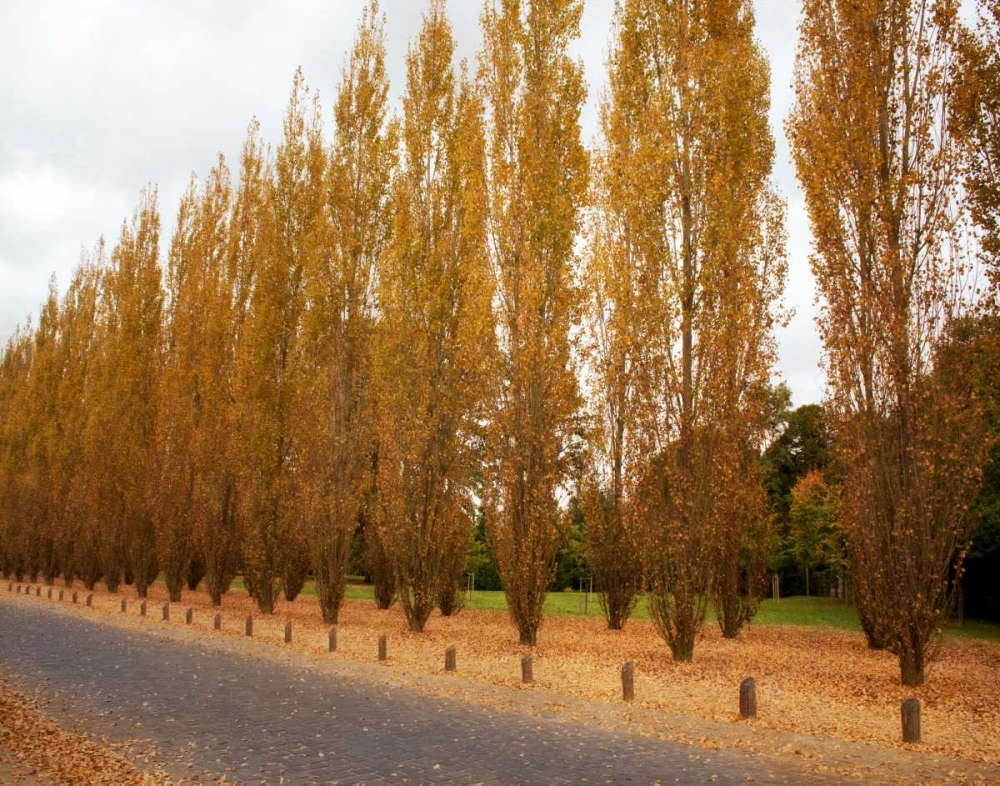 Versailles in Fall I