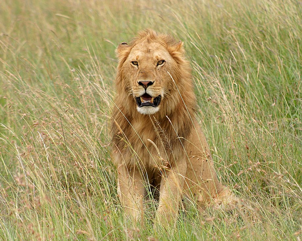 Lion In Kenya