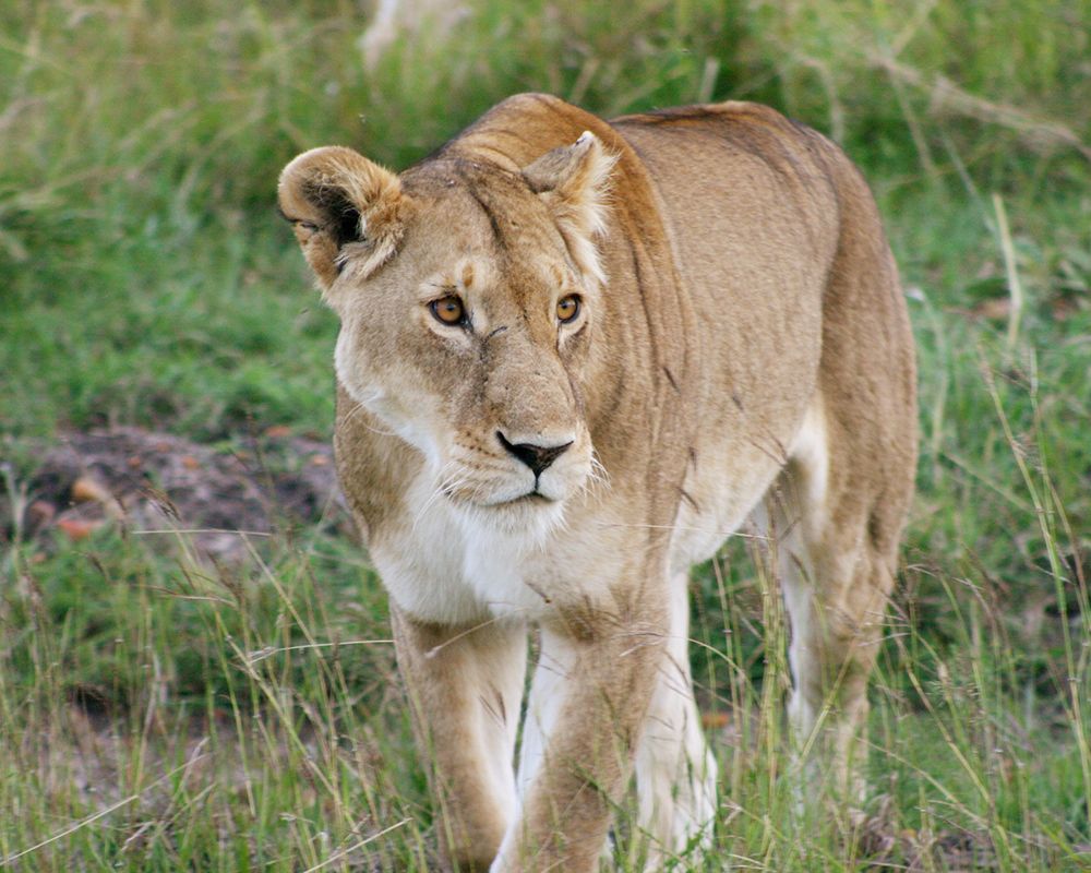 Lioness In Kenya