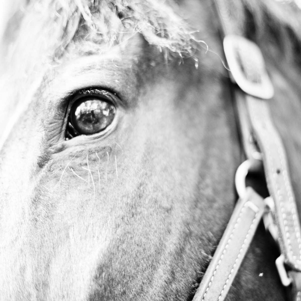 In the Stable I