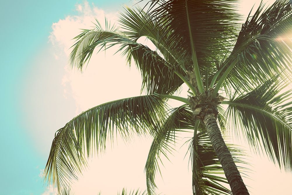 Palm Scene II