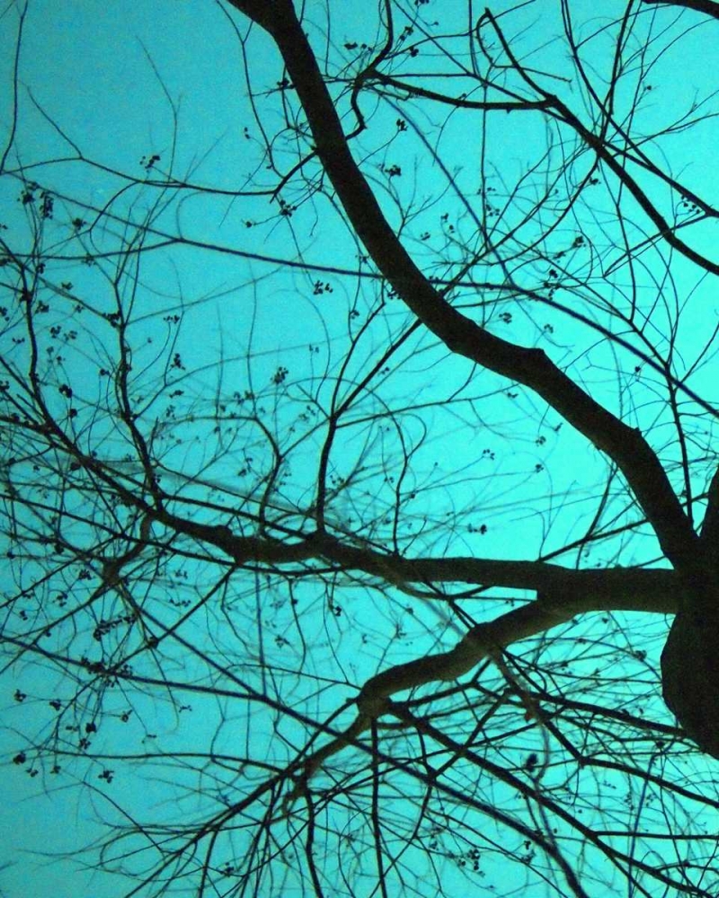 Branches on Teal I