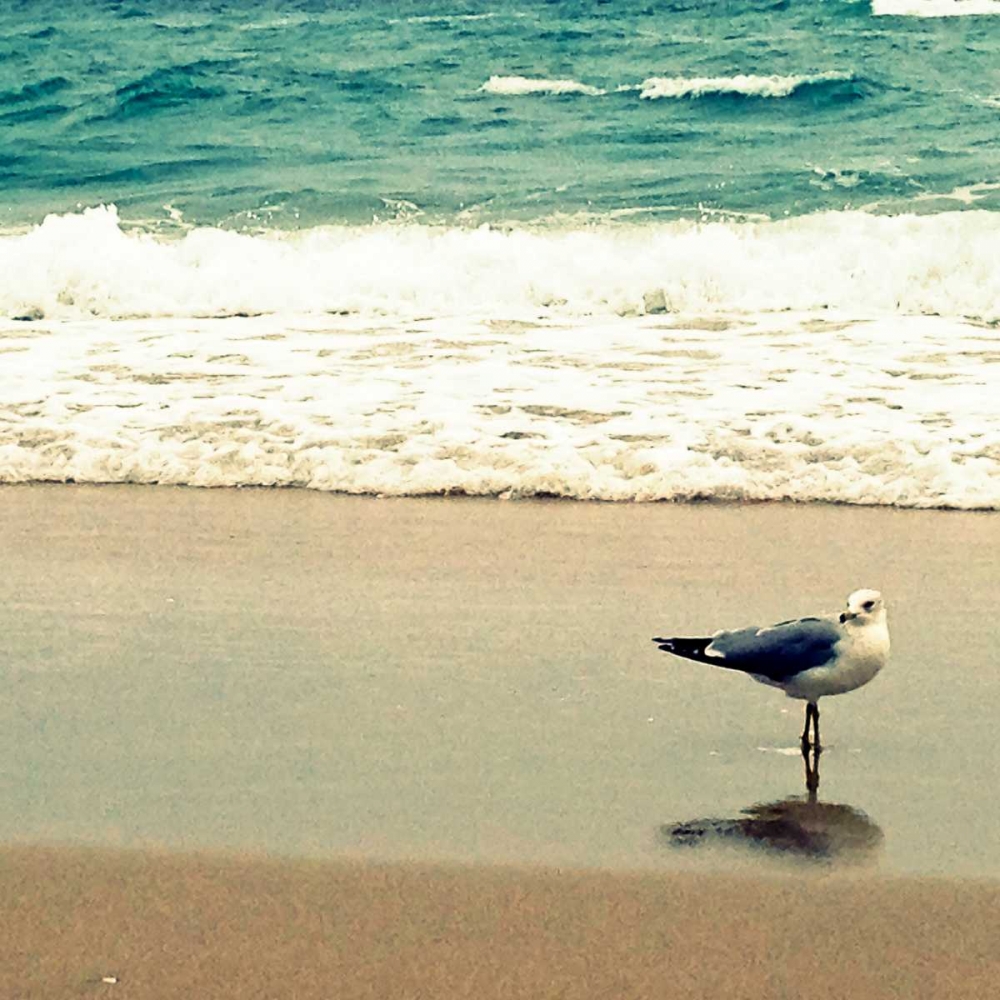Seagull on Beach