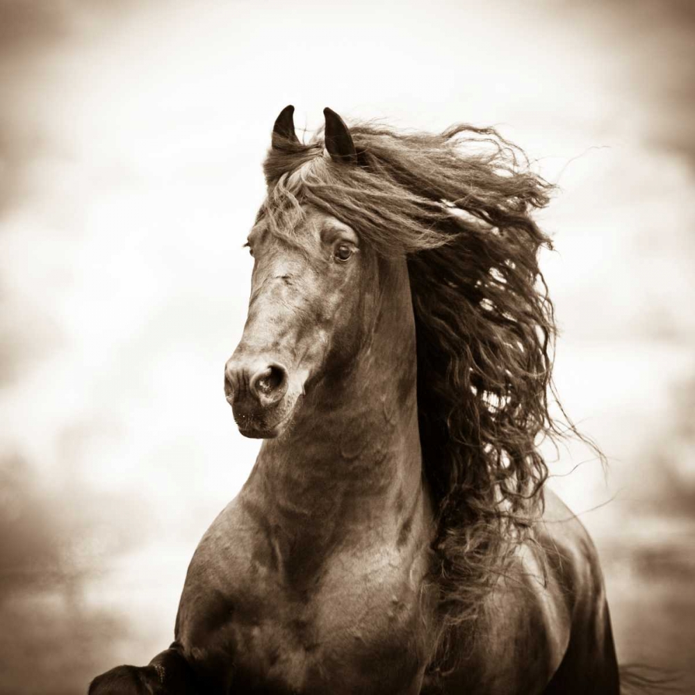 War Horse