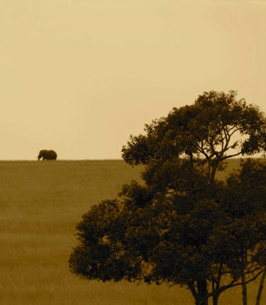 Elephant Pack III
