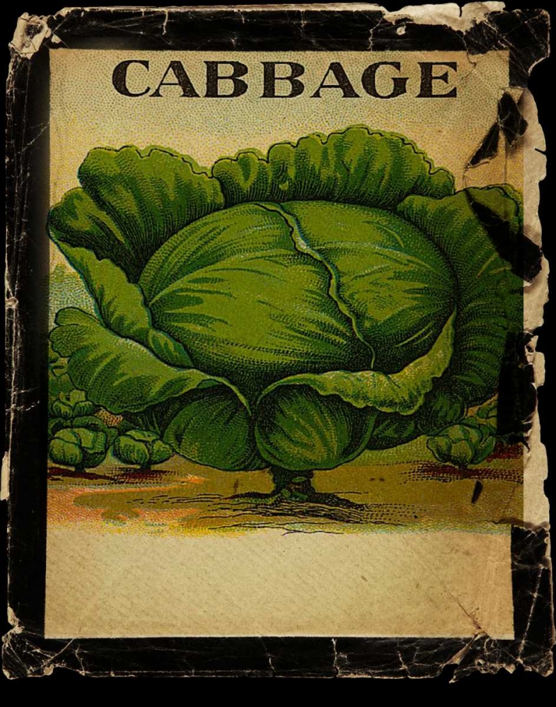 Vintage Cabbage