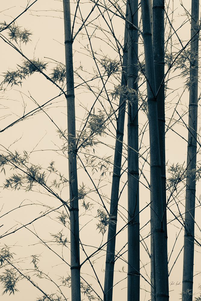 Japanese Bamboo I