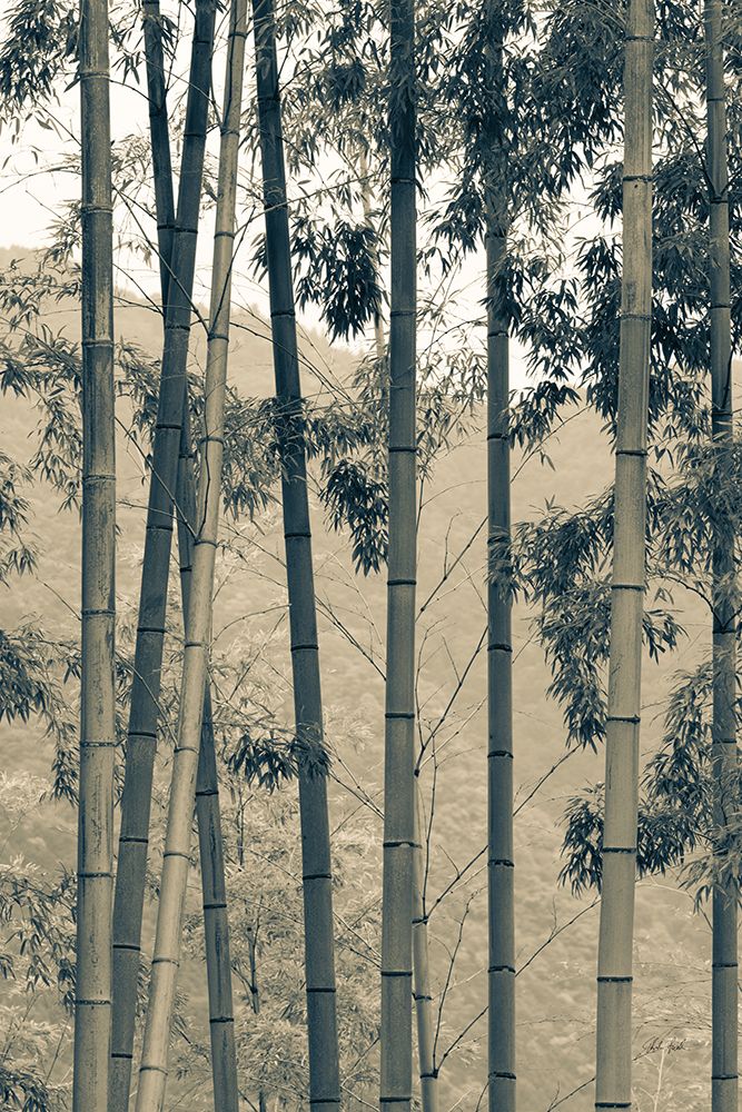 Japanese Bamboo II