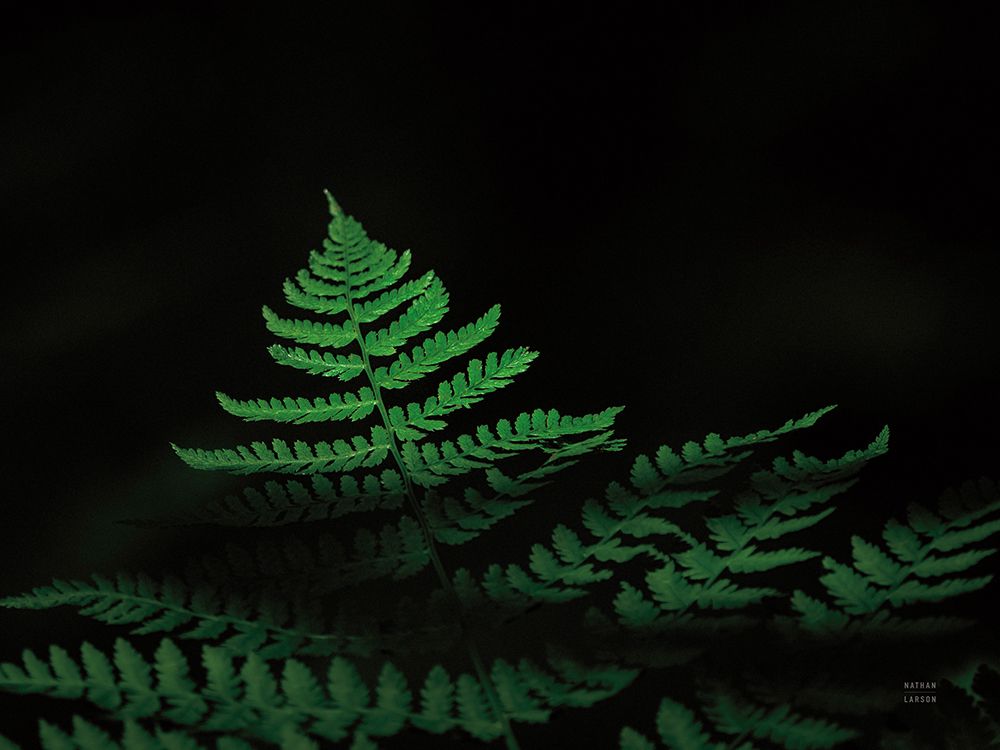 Forest Sunlight