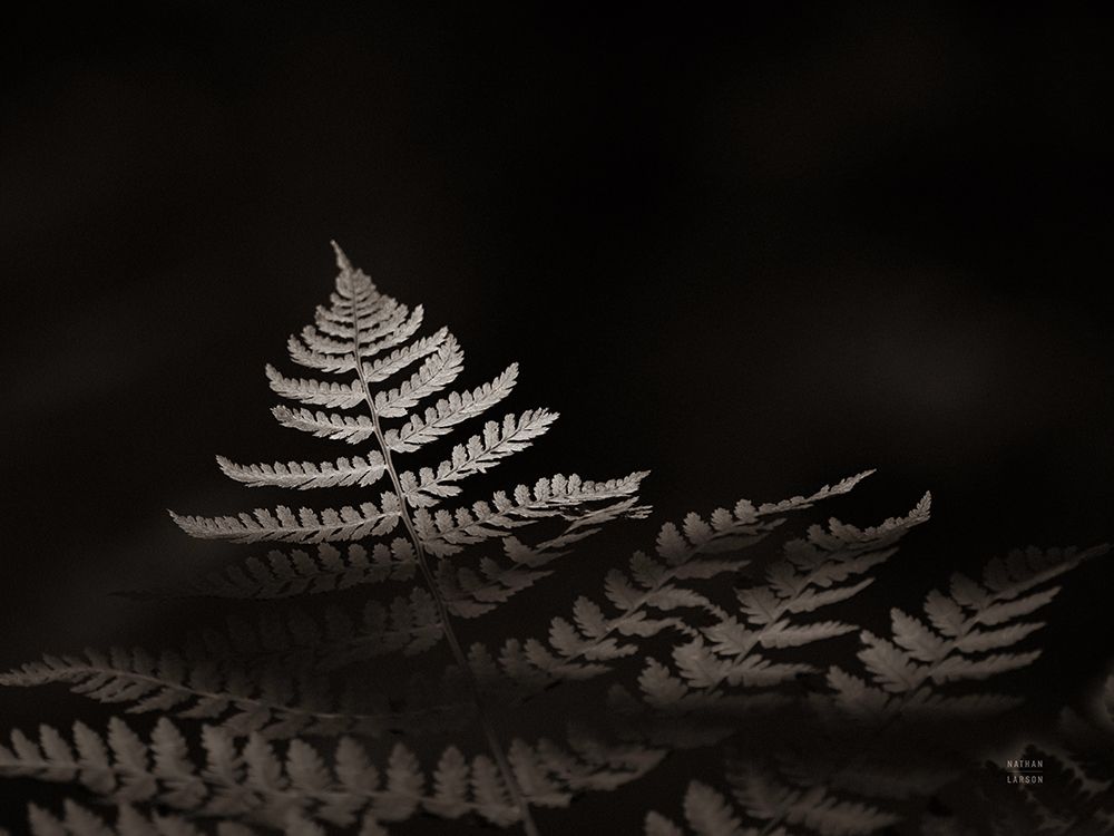 Forest Sunlight Sepia