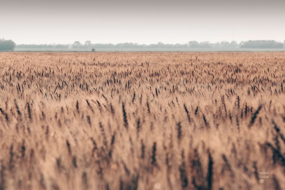 Wheat in Summer