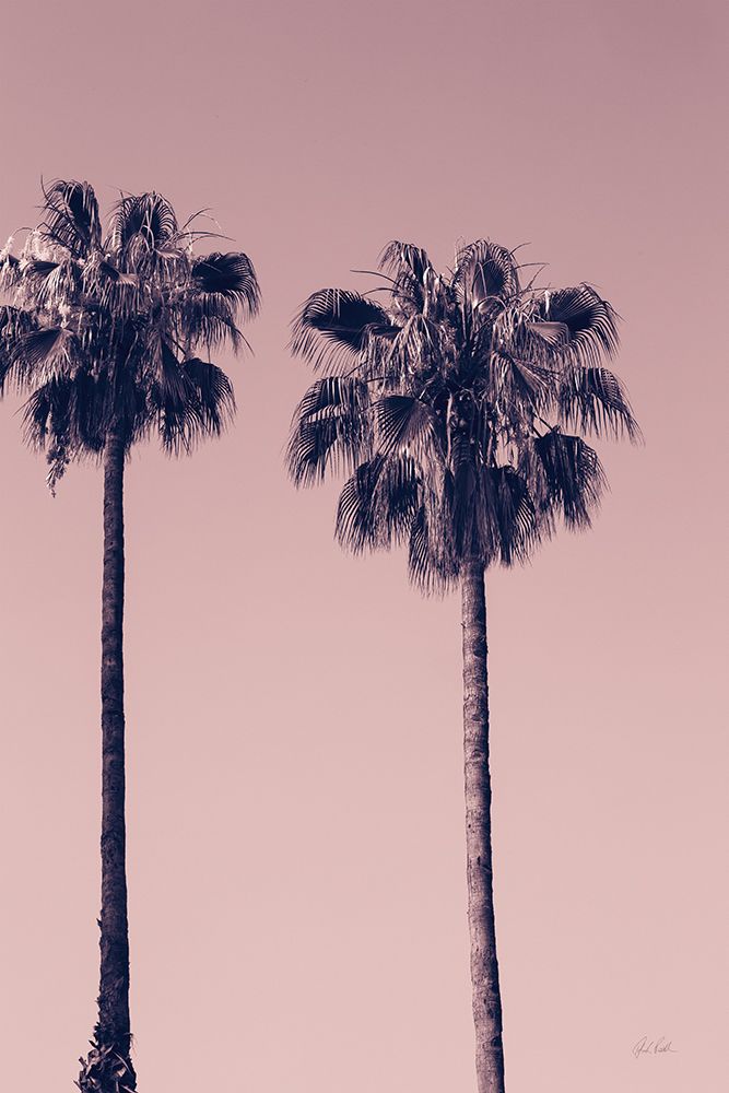 Pink Palms III