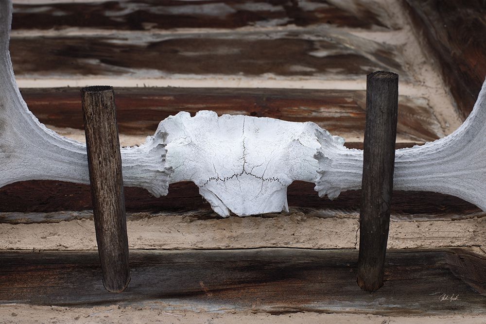 Moose Antler I