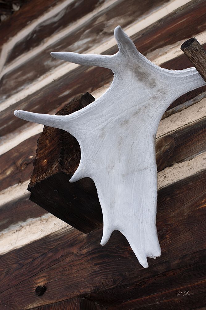 Moose Antler II
