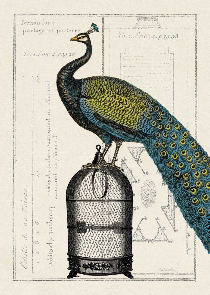 Peacock Birdcage II