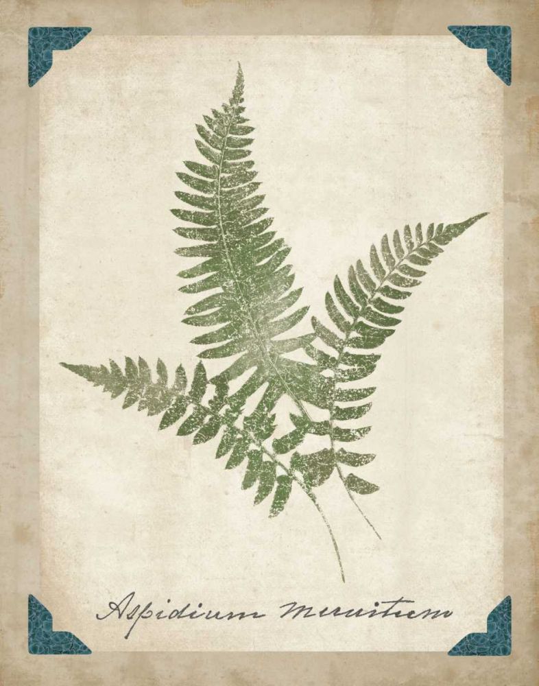 Vintage Ferns X