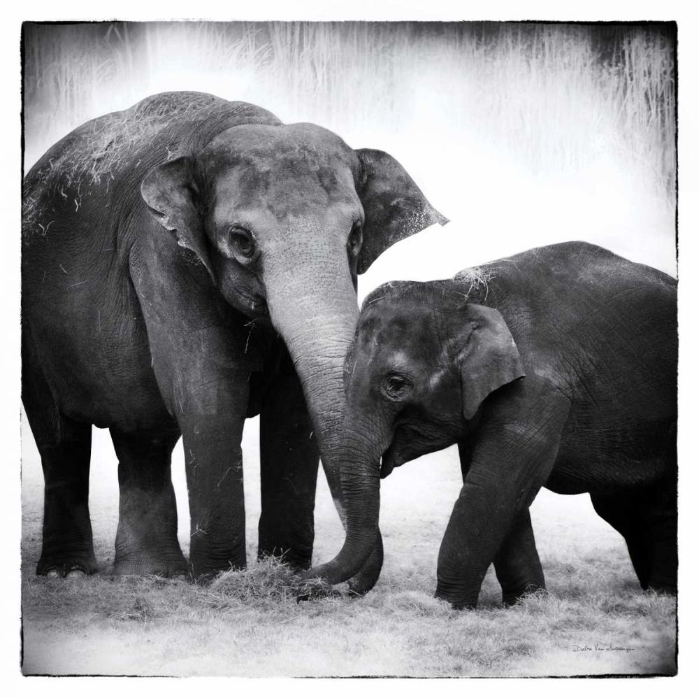 Elephant III