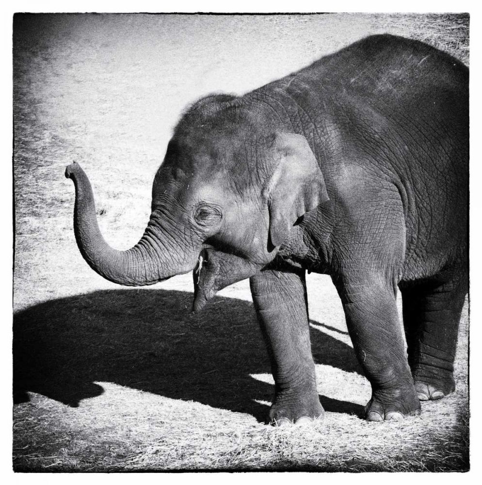 Elephant IV
