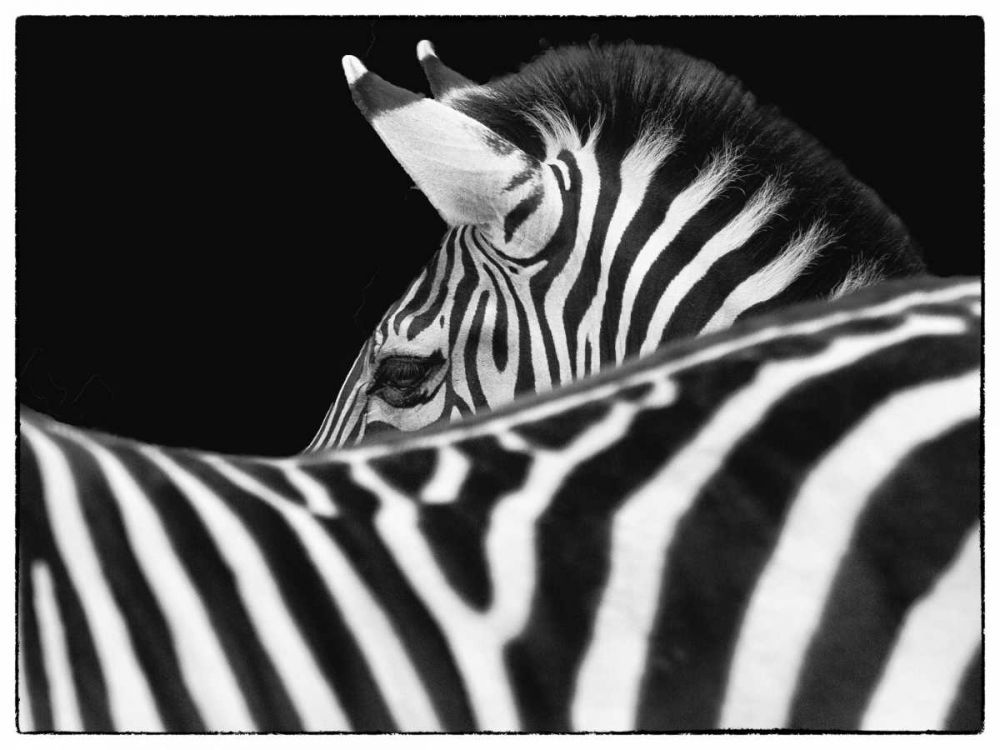 Zebra III