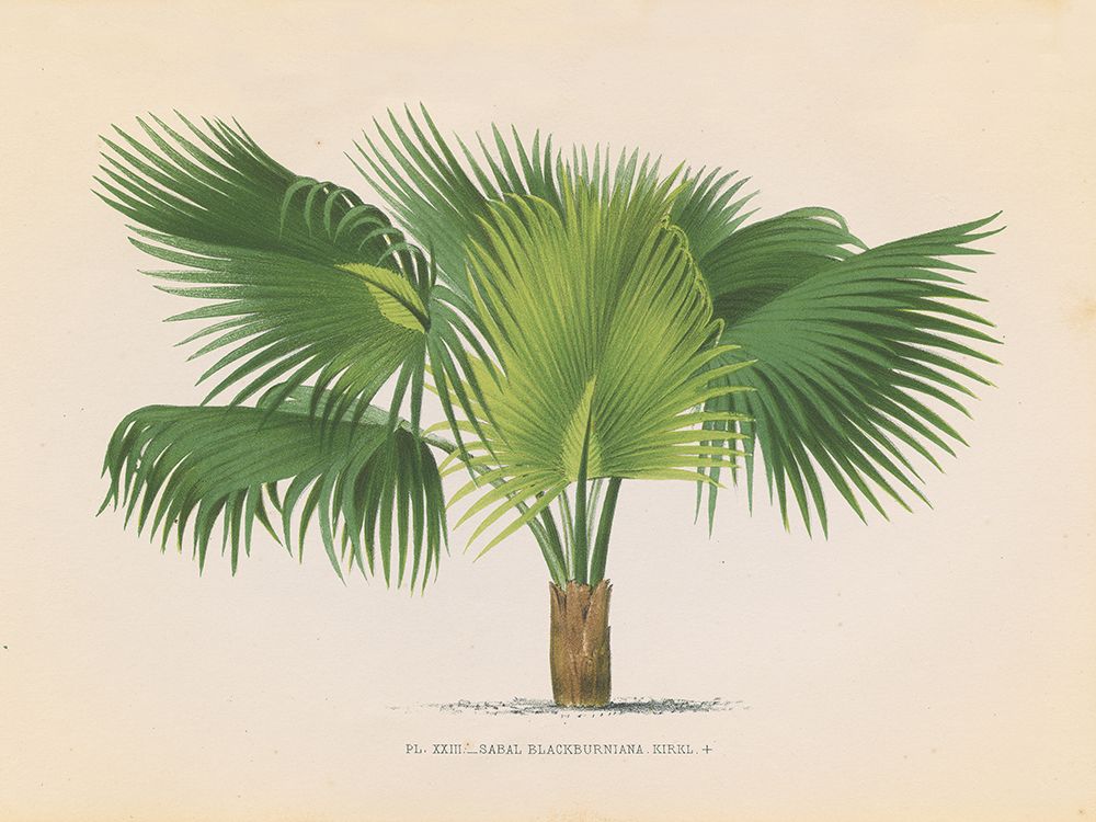 Palmier PL XXIII