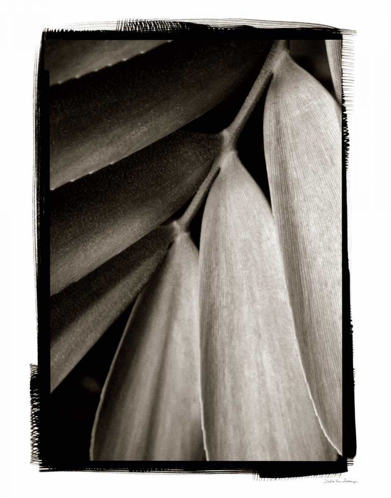 Tropical Plant II
