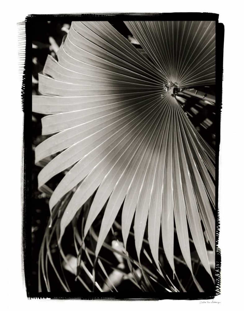 Palm Frond II v2