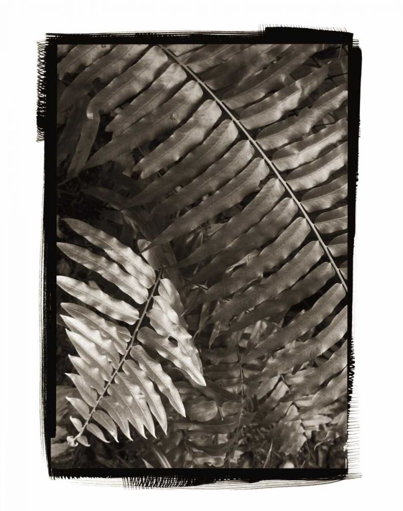 Fern I v2
