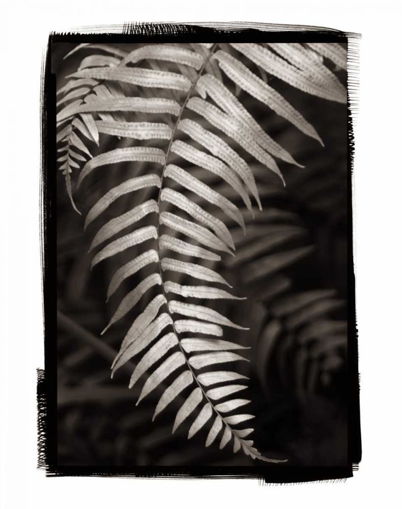 Fern II v2