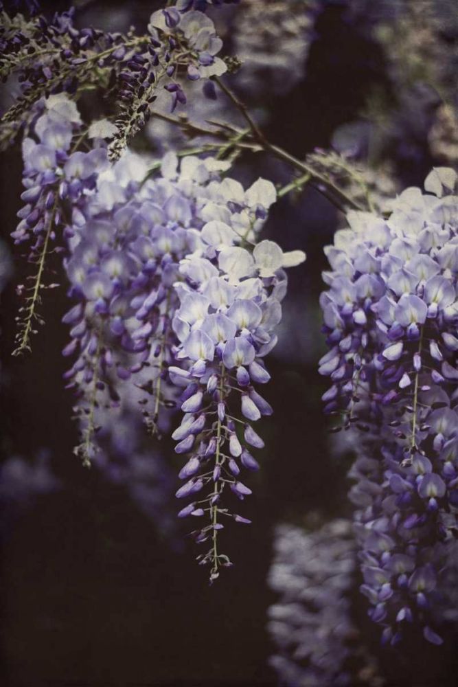 Wisteria Cascade I